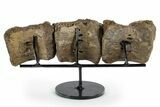 Articulated Hadrosaur (Brachylophosaurus?) Vertebrae - Montana #353511-3